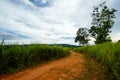 soil road between grass field with sky Royalty Free Stock Photo