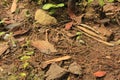 relationship between soil, rock and plants