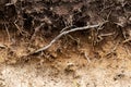 Soil section with bare tree roots, soil structure