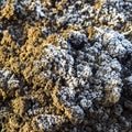 The soil and snow. Frozen ground. Royalty Free Stock Photo