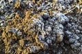 The soil and snow. Frozen ground. Background of the soil and snow Royalty Free Stock Photo