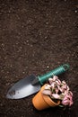 Soil, spade and flower in pot