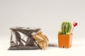 Soil and stone in plastic pack for beginer.Cactus for decoration