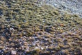 Soil with stones and salt