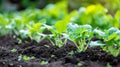 Soil Testing for Balanced Nutrition