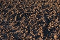 Soil texture background. Fertile soil suitable for planting. Plowed agricultural field, dry land close up Royalty Free Stock Photo