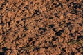 Soil texture background. Fertile soil suitable for planting. Plowed agricultural field, dry land close up Royalty Free Stock Photo