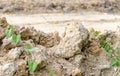 Soil texture, brown ground soil with green ivy