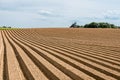 Soil tranches at a cultivated farmland potato field Royalty Free Stock Photo