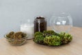 soil for transplanting succulents at home. Containers with peat, perlite and moss on the table. Royalty Free Stock Photo