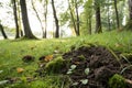 Soil under forest grass Royalty Free Stock Photo