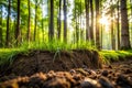 Soil under grass in forest Royalty Free Stock Photo