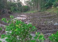 Wet Soil Mud in Sowing Season Green Field Bushes Jungle Forest in Countryside Rural Area Trees Landscape Scenery Background