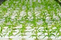Soiless cultue or hydroponic Royalty Free Stock Photo