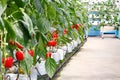 Soilless bell pepper culture