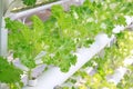 Soilless cultivation of green vegetables Royalty Free Stock Photo