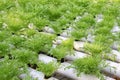 Soilless cultivation of vegetables Royalty Free Stock Photo