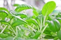 Soilless culture bok choy Royalty Free Stock Photo