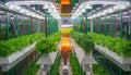 Soilless culture of vegetables under artificial light. Organic hydroponic vegetable garden. LED light Indoor farm Royalty Free Stock Photo