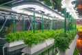 Soilless culture of vegetables under artificial light. Organic hydroponic vegetable garden. LED light Indoor farm Royalty Free Stock Photo