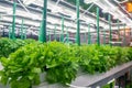 Soilless culture of vegetables under artificial light. Organic hydroponic vegetable garden. LED light Indoor farm Royalty Free Stock Photo