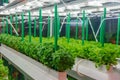 Soilless culture of vegetables under artificial light. Organic hydroponic vegetable garden. LED light Indoor farm Royalty Free Stock Photo