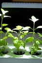 Soilless culture of vegetables under artificial light