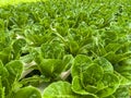 Soilless green vegetables are grown in rows in a greenhouse that controls temperature and water