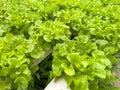 Soilless green vegetables are grown in rows in a greenhouse that controls temperature and water