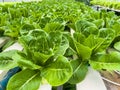 Soilless green vegetables are grown in rows in a greenhouse that controls temperature and water Royalty Free Stock Photo