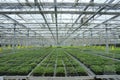 Soilless greenhouse Royalty Free Stock Photo