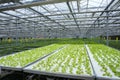 Soilless greenhouse Royalty Free Stock Photo