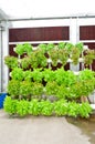 Soilless or hydroponic Royalty Free Stock Photo