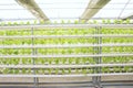Soilless vegetable cultivation Royalty Free Stock Photo