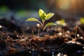 Soils nurturing embrace, close-up reveals a young plants journey towards sunlight