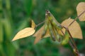Soja bean Royalty Free Stock Photo