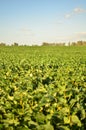Soja field Royalty Free Stock Photo