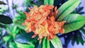 soka flower beautiful Royalty Free Stock Photo
