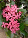 Soka flowers Pink green beautiful