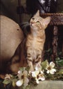 Sokoke cat Royalty Free Stock Photo
