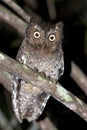 Sokoke-dwergooruil, Sokoke Scops-Owl, Otus ireneae Royalty Free Stock Photo