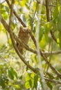 Sokoke Scoops Owl Royalty Free Stock Photo