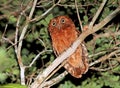 Sokoke Scops-Owl, Sokoke-dwergooruil, Otus ireneae Royalty Free Stock Photo