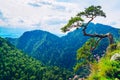 Sokolica peak in Pieniny Mountains with a famous dwarf pine at t
