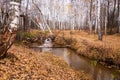 Sokolka river in the autumn birch forest in the Saratov region Novoburassky district Russia Royalty Free Stock Photo