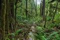 Sol Duc falls trail forest Royalty Free Stock Photo