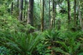 Sol Duc falls trail forest Royalty Free Stock Photo