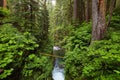 Sol Duc falls trail, Olympic national park, WA, US Royalty Free Stock Photo