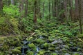 Sol Duc falls trail, Olympic national park, WA, US Royalty Free Stock Photo