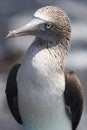 Solan goose (Sula nebouxii) Royalty Free Stock Photo